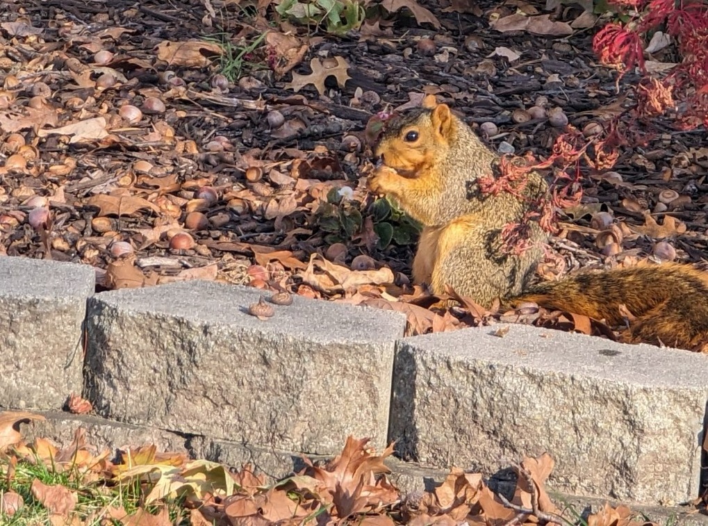 Squirrel Removal near Woodruff Place